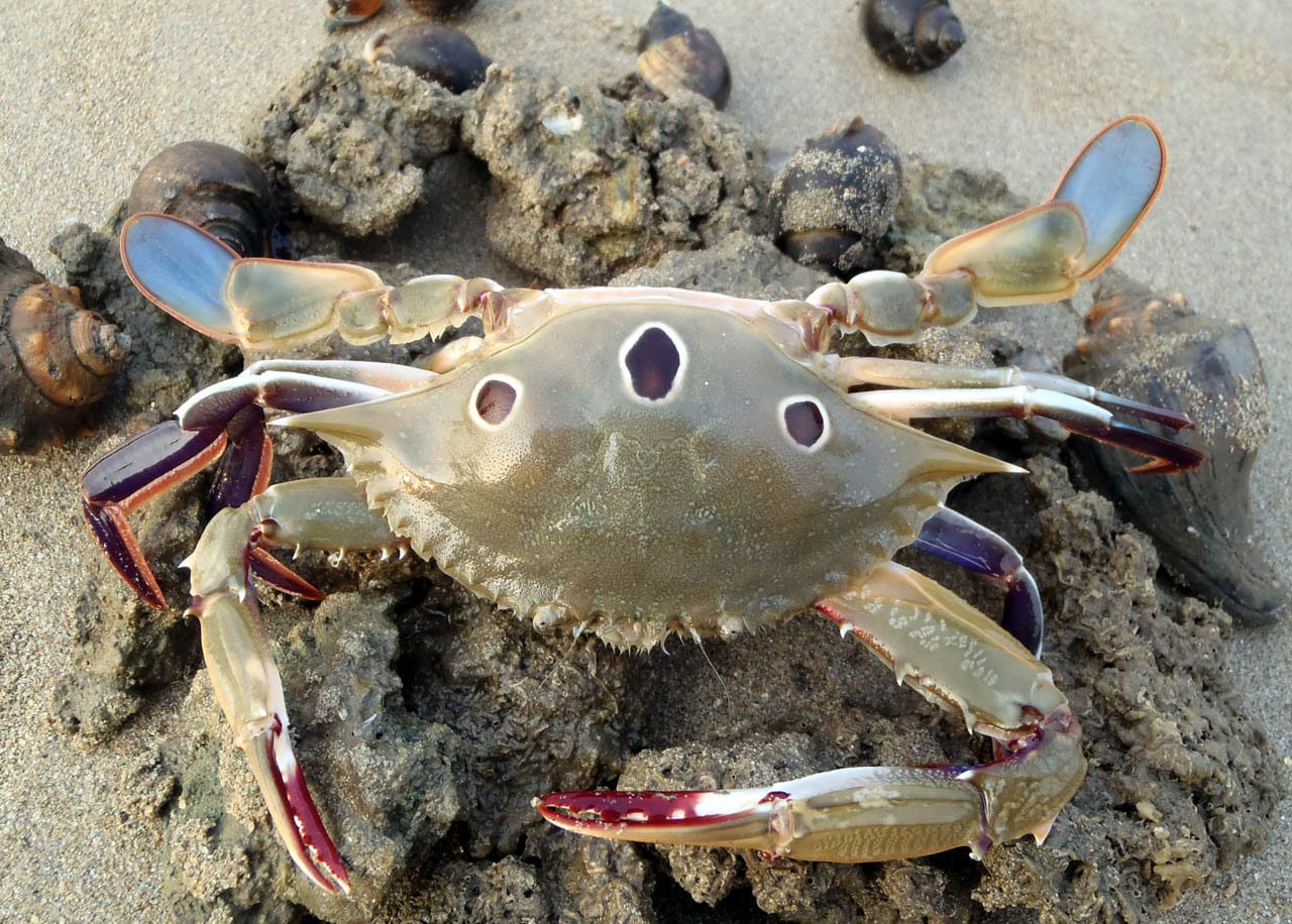 3-spotcrab