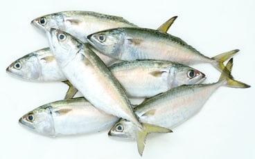 Indian-mackerel