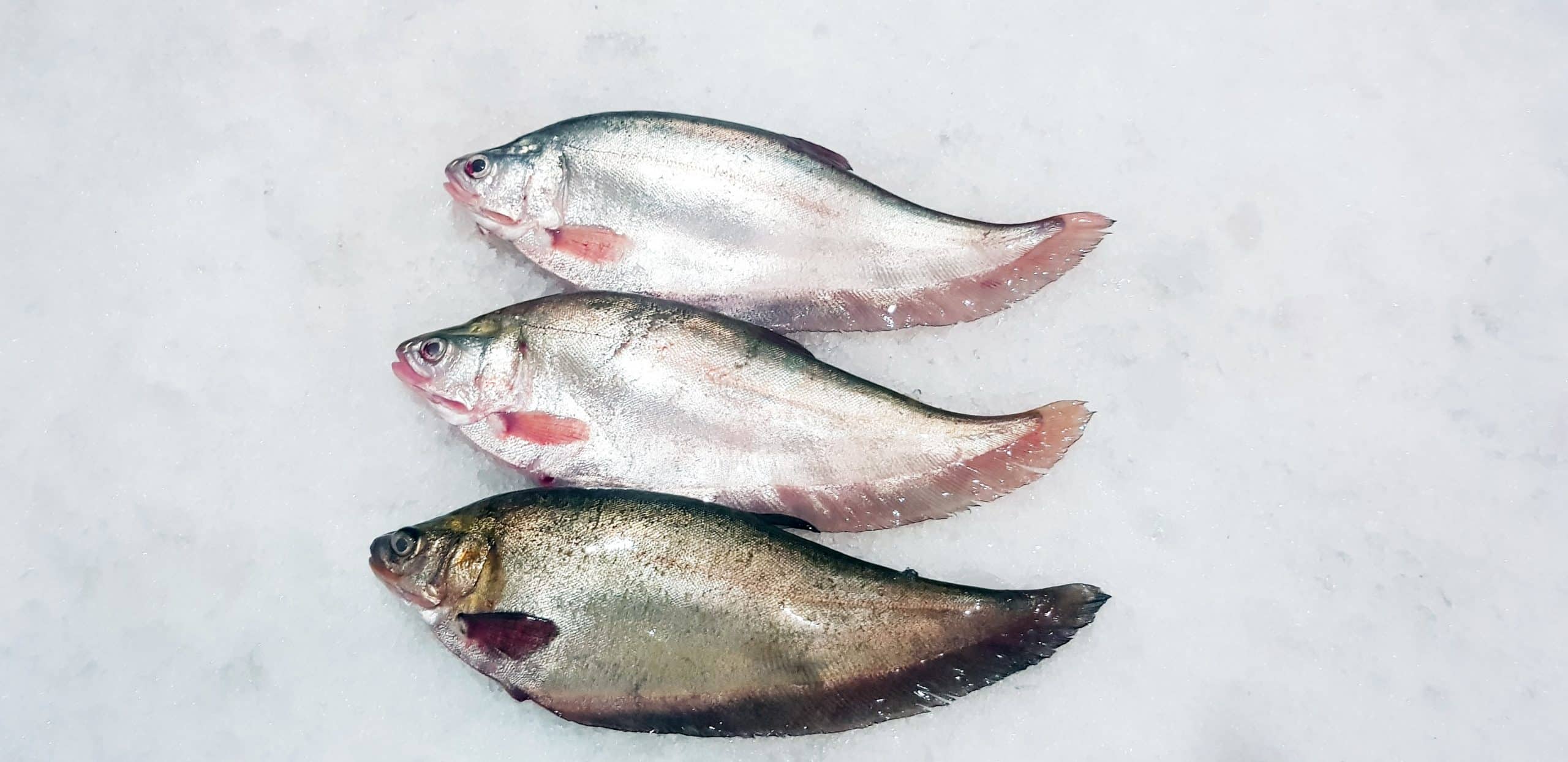 e6a5a8_84802b566abe4435a5557a8aab4290eb_mv2_d_4032_1960_s_2