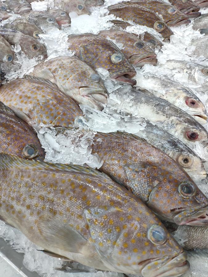 fresh-grouper-fish-ice-market-cooking-fresh-grouper-fish-market-141519892