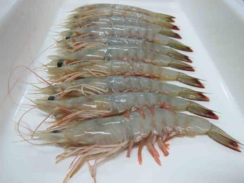 fresh-white-prawns-500x500