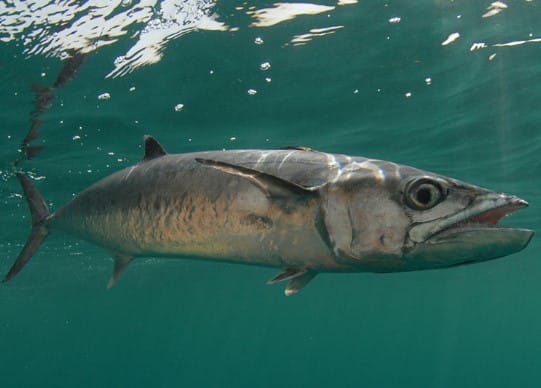 mackerelkingfish