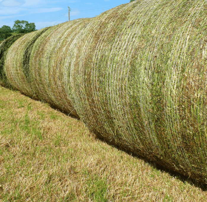 rhodes_grass_hay