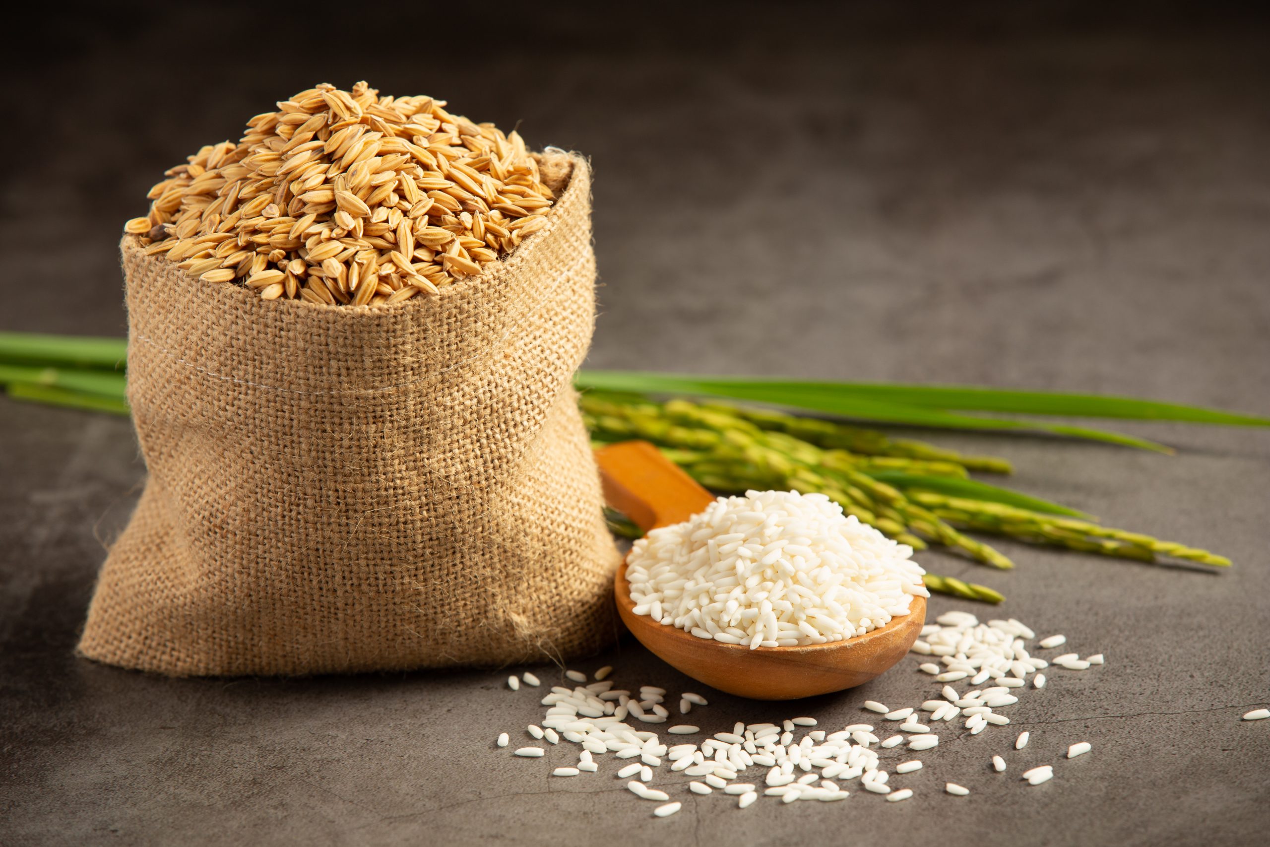 a sack of rice seed with white rice on small wooden spoon and ri
