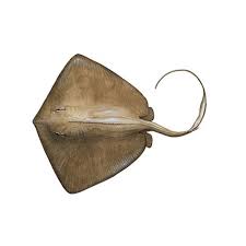 stingray