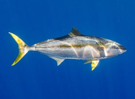 yellowfin tuna